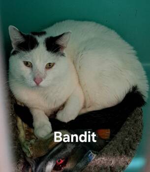 Rescue Domestic Short Hair Cats for Adoption in Plattsburgh, New York - Bandit | PetCurious