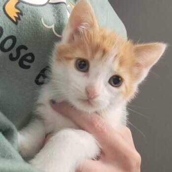 Linda -  Domestic Short Hair Cat for Adoption in Belleville, Illinois - Linda | PetCurious