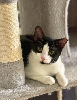 Rescue Domestic Medium Hair Cats for Adoption in Fort Belvoir, Virginia - Merriam Webster | PetCurious