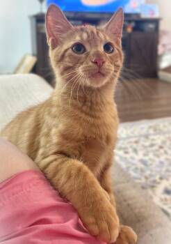 James Peach -  Tabby Cat for Adoption in Fort Myers, Florida - James Peach | PetCurious