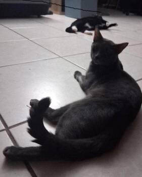 Shadow - PSP Foster Home -  Domestic Short Hair Cat for Adoption in Oakland Park, Florida - Shadow - PSP Foster Home | PetCurious
