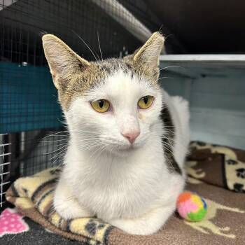 Espurr -  Domestic Short Hair Cat for Adoption in Grand Rapids, Michigan - Espurr | PetCurious