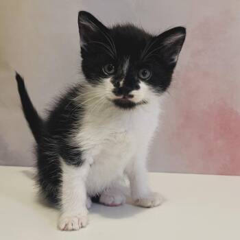 Ummmmm Umber -  Domestic Short Hair Cat for Adoption in Fredericksburg, Virginia - Ummmmm Umber | PetCurious
