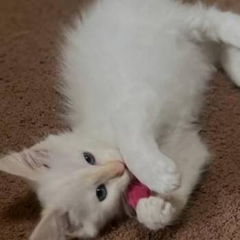 Liza -  Siamese and Domestic Medium Hair Cat for Adoption in Los Angeles, California - Liza | PetCurious