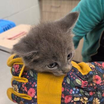 Henry -  American Shorthair Cat for Adoption in Chattanooga, Tennessee - Henry | PetCurious