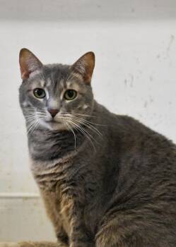 Goose -  Domestic Short Hair Cat for Adoption in Saint James City, Florida - Goose | PetCurious