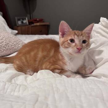 Sweet Potato (Holland Cat Cove) -  Domestic Short Hair Cat for Adoption in West Olive, Michigan - Sweet Potato (Holland Cat Cove) | PetCurious