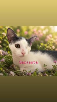 Sarasota -  Domestic Short Hair Cat for Adoption in Hazlet, New Jersey - Sarasota | PetCurious