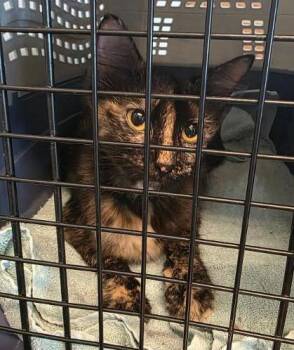 Trixie -  Domestic Short Hair Cat for Adoption in Clinton, Missouri - Trixie | PetCurious