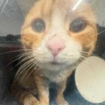 Domestic Short Hair Cats Available for Adoption in New York, New York - Clementine Island | PetCurious