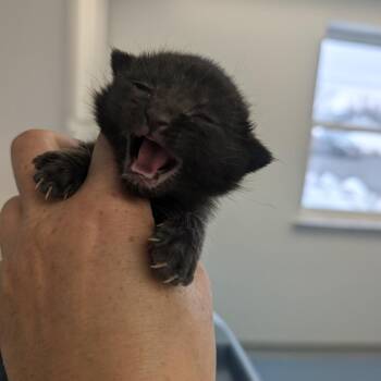 Domestic Short Hair Cats Available for Adoption in Watertown, New York - Michelangelo | PetCurious