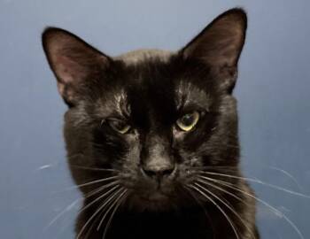 Domestic Short Hair Cats Available for Adoption in Columbus, Indiana - Salem | PetCurious