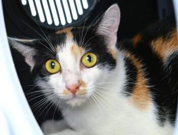 Rattata -  Domestic Short Hair Cat for Adoption in Sanford, Florida - Rattata | PetCurious