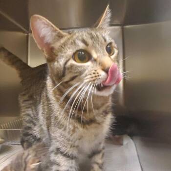 Moira -  Domestic Short Hair Cat for Adoption in Asheville, North Carolina - Moira | PetCurious