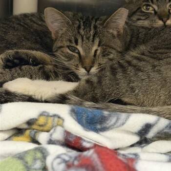 Domestic Short Hair Cats Available for Adoption in Salt Lake City, Utah - Valentine | PetCurious