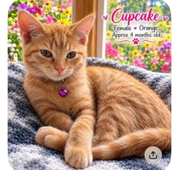Cupcake -  Domestic Short Hair Cat for Adoption in Valley City, North Dakota - Cupcake | PetCurious