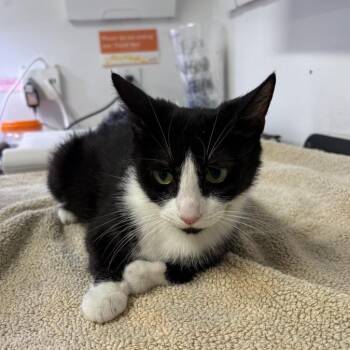 Domestic Short Hair Cats Available for Adoption in New York, New York - Cailleach | PetCurious