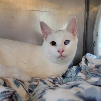 Cotton -  Domestic Short Hair Cat for Adoption in Nashville, Indiana - Cotton | PetCurious