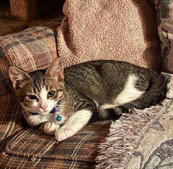 Brock -  Tabby Cat for Adoption in Midland, Michigan - Brock | PetCurious