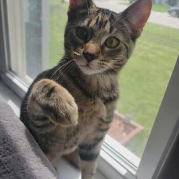 MATCHA -  Domestic Short Hair Cat for Adoption in Grand Forks, North Dakota - MATCHA | PetCurious