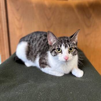Solitaire -  Domestic Short Hair Cat for Adoption in Fargo, North Dakota - Solitaire | PetCurious