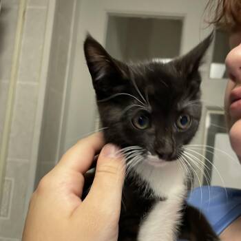 River -  Tuxedo Cat for Adoption in North Kingstown, Rhode Island - River | PetCurious