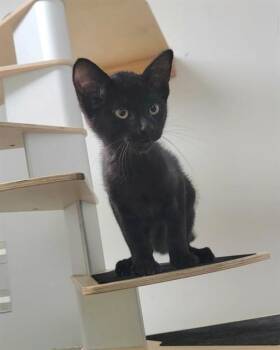 MARK -  Domestic Short Hair Cat for Adoption in St. Peters, Missouri - MARK | PetCurious