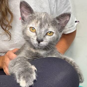 Gigi -  American Shorthair Cat for Adoption in Asheville, North Carolina - Gigi | PetCurious