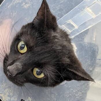 Domestic Short Hair Cats Available for Adoption in Indianapolis, Indiana - Penny | PetCurious