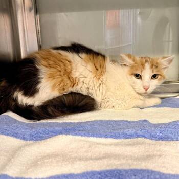 Domestic Short Hair Cats Available for Adoption in Palm Springs, California - Annie | PetCurious