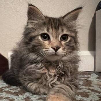 Spirit -  Domestic Medium Hair and Domestic Short Hair Cat for Adoption in Verona, Wisconsin - Spirit | PetCurious