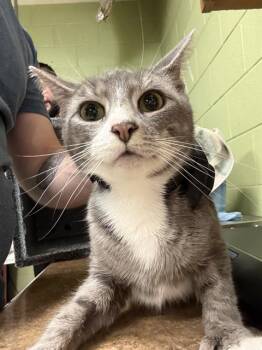 Domestic Short Hair Cats Available for Adoption - TAEO | PetCurious