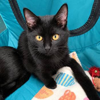 Morticia -  Domestic Short Hair Cat for Adoption in Gibsonia, Pennsylvania - Morticia | PetCurious