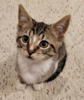 Buzzy -  Domestic Short Hair Cat for Adoption in Duxbury, Massachusetts - Buzzy | PetCurious