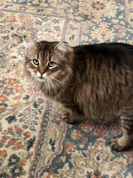 Domestic Long Hair Cats Available for Adoption in Gaithersburg, Maryland - Huckleberry | PetCurious