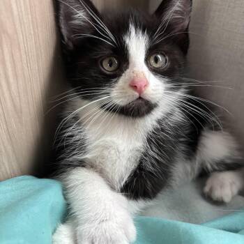 Noodle -  Domestic Short Hair Cat for Adoption in San Diego, California - Noodle | PetCurious