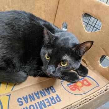 Rescue Domestic Short Hair Cats for Adoption in Greenville, Pennsylvania - Zelda | PetCurious