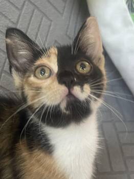 Bella -  Domestic Short Hair Cat for Adoption in Vallejo, California - Bella | PetCurious