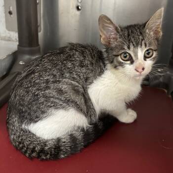 Rescue Domestic Short Hair Cats for Adoption in Corpus Christi, Texas - Tater | PetCurious