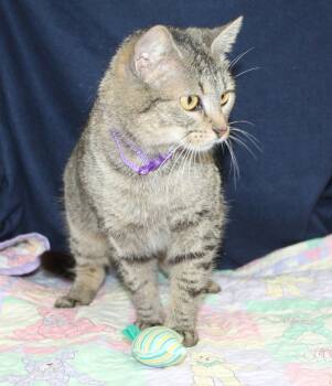 Domestic Short Hair and Tabby Cats Available for Adoption - Maxie - 43010 | PetCurious