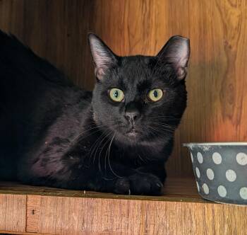Mackie -  Domestic Short Hair Cat for Adoption in New Washoe City, Nevada - Mackie | PetCurious