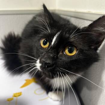 Domestic Long Hair Cats Available for Adoption - Poppy | PetCurious