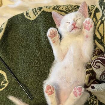 Oscar -  Domestic Short Hair and Siamese Cat for Adoption in Brentwood, California - Oscar | PetCurious