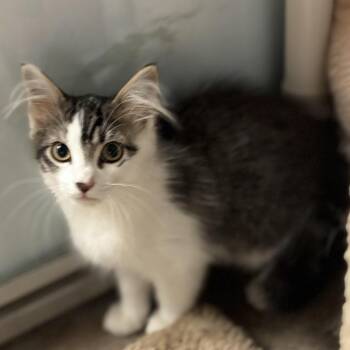 Rainy -  Domestic Short Hair Cat for Adoption in South Elgin, Illinois - Rainy | PetCurious