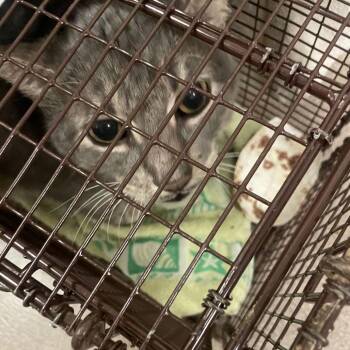 Figaro -  Domestic Short Hair Cat for Adoption in Chicago, Illinois - Figaro | PetCurious