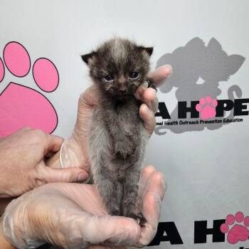 American Shorthair Cats Available for Adoption in Milton, Florida - Fenrir | PetCurious