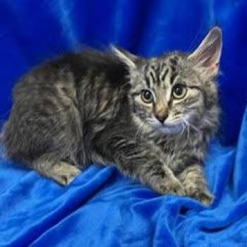 Peace -  Tabby Cat for Adoption in Green Valley, Arizona - Peace | PetCurious