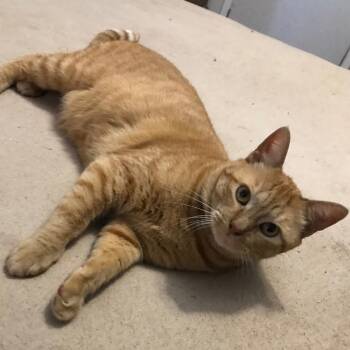 Rescue Domestic Short Hair Cats for Adoption in Livingston, Texas - Sundance | PetCurious