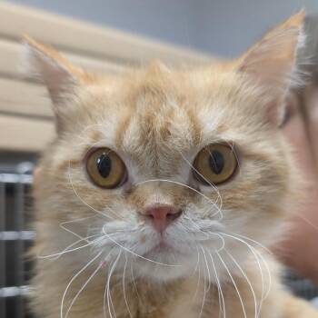 Angus -  Scottish Fold Cat for Adoption in Calverton, New York - Angus | PetCurious