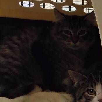 Barney (Barn Cat) -  Domestic Medium Hair Cat for Adoption in Coos Bay, Oregon - Barney (Barn Cat) | PetCurious